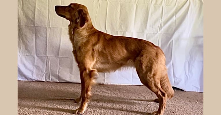 Harper, a Golden Retriever tested with EmbarkVet.com