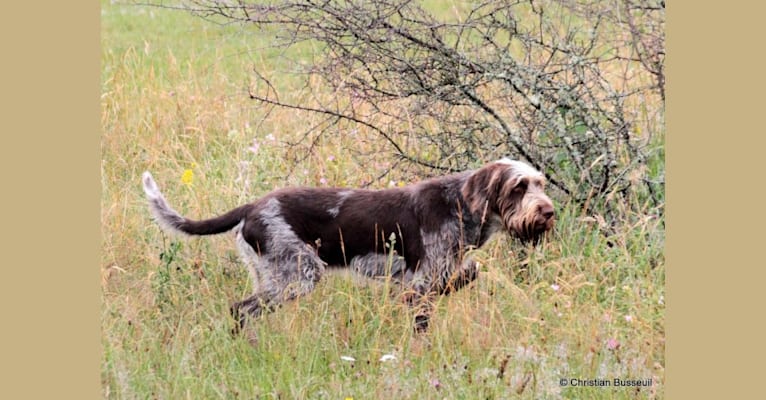 Bonkers, a Spinone Italiano tested with EmbarkVet.com