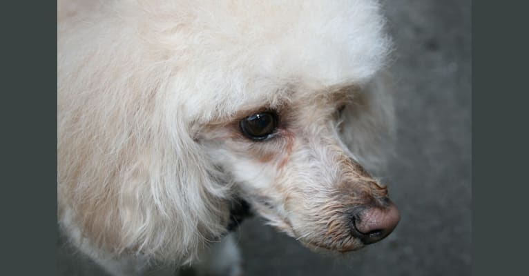 Remo, a Poodle (Small) and Chihuahua mix tested with EmbarkVet.com