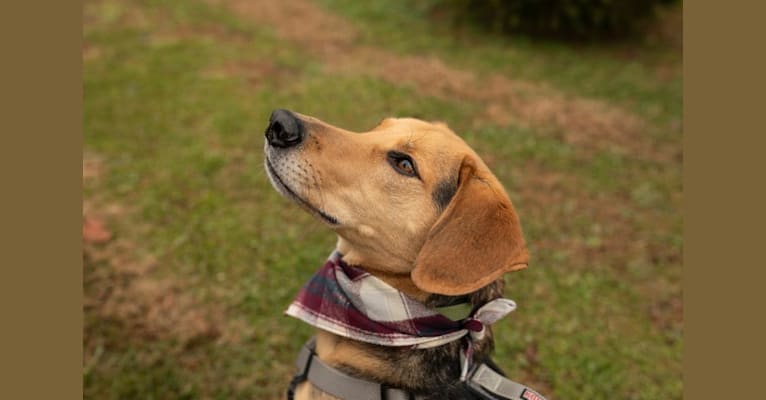 Tommy, a Beagle and Border Collie mix tested with EmbarkVet.com