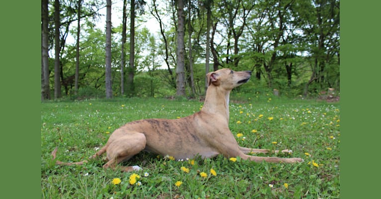 Rika, a Whippet and Italian Greyhound mix tested with EmbarkVet.com