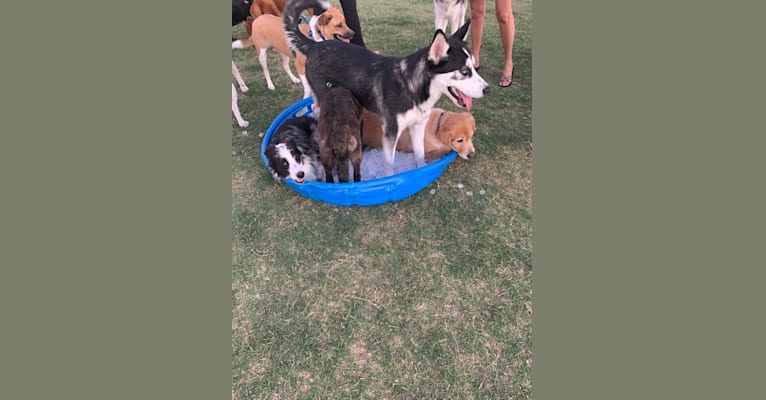 Photo of Mercury, a Siberian Husky, Alaskan Malamute, and German Shepherd Dog mix in Tucson, Arizona, USA