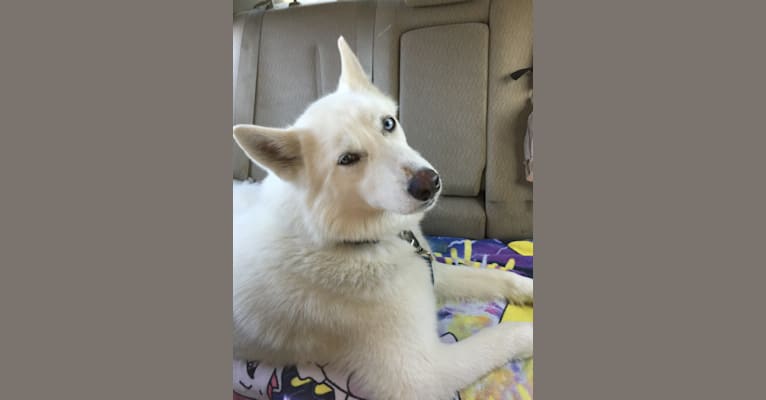 Ella, a Siberian Husky (5.6% unresolved) tested with EmbarkVet.com