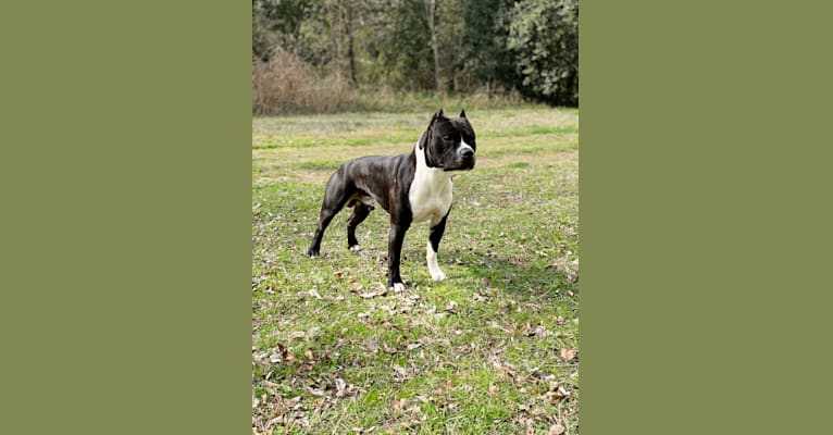 Fuel, an American Staffordshire Terrier tested with EmbarkVet.com