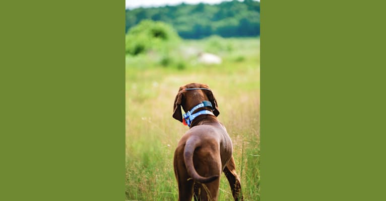 Photo of Piper, a Redbone Coonhound  in Fountain City, IN, USA