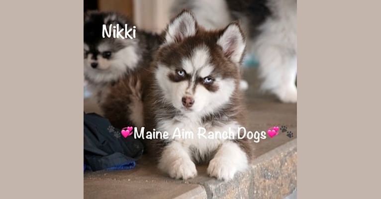 Nikki, a Siberian Husky and Pomeranian mix tested with EmbarkVet.com