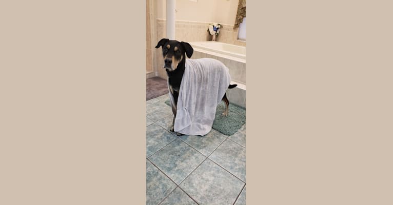 Rex, a Golden Retriever and Staffordshire Terrier mix tested with EmbarkVet.com