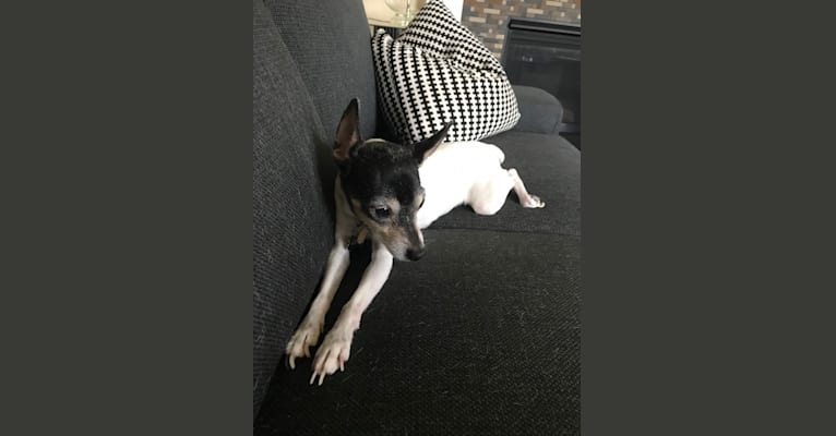 Cordelia (Cory), a Toy Fox Terrier tested with EmbarkVet.com