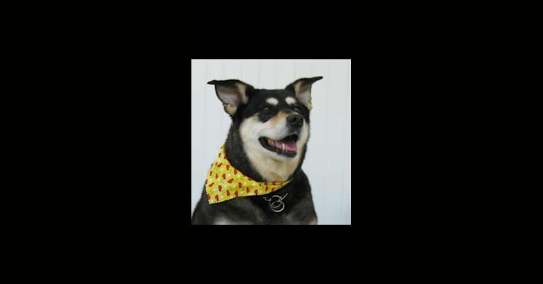 Cheyenne, an Australian Cattle Dog and Golden Retriever mix tested with EmbarkVet.com