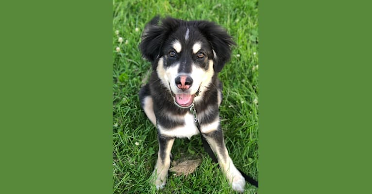 Hodor, a Tibetan Mastiff and German Shepherd Dog mix tested with EmbarkVet.com