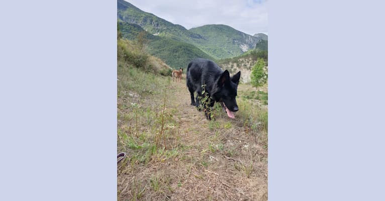Belle, a German Shepherd Dog tested with EmbarkVet.com