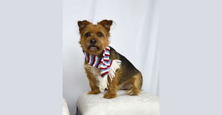 Photo of Charlie, a Yorkshire Terrier, Chihuahua, and Shih Tzu mix in North Haven, Connecticut, USA