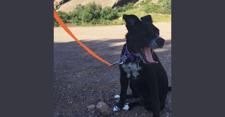 Photo of Dynastar, an American Pit Bull Terrier, Australian Cattle Dog, German Shepherd Dog, and Mixed mix in New Mexico, USA