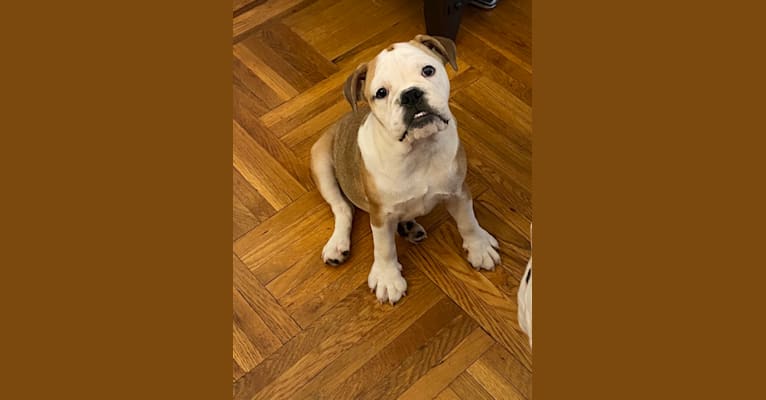 Photo of Le-Le, a Bulldog  in New York, USA