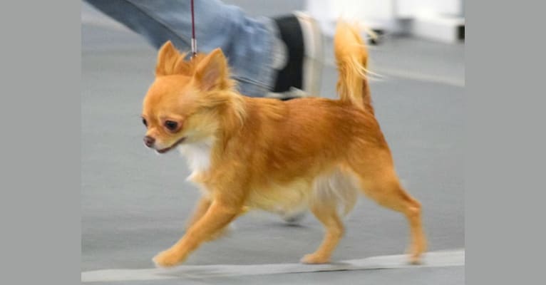 Photo of Nova, a Chihuahua 