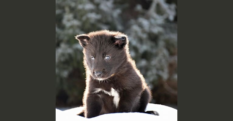 Kannaki, a Siberian Husky and Saarloos Wolfdog mix tested with EmbarkVet.com