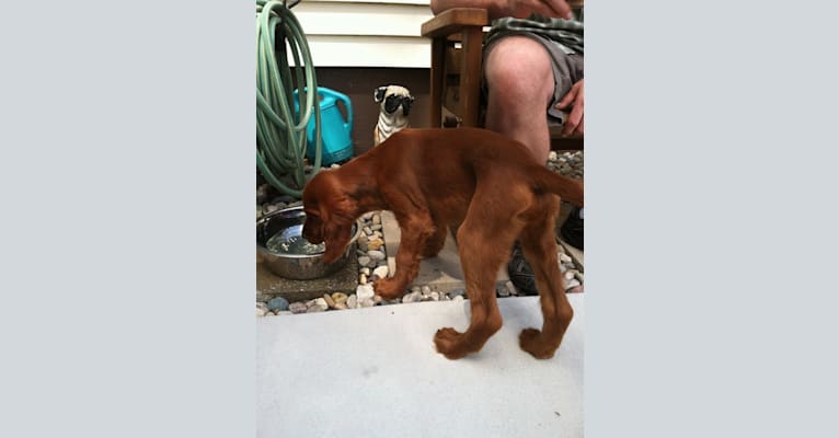 Emmet, an Irish Setter tested with EmbarkVet.com