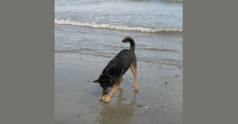 Nala, a Rottweiler and German Shepherd Dog mix tested with EmbarkVet.com