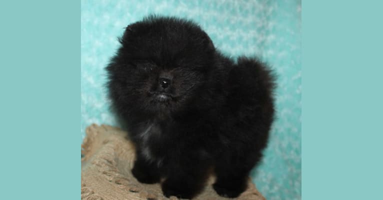 Rebel, a Pomeranian tested with EmbarkVet.com