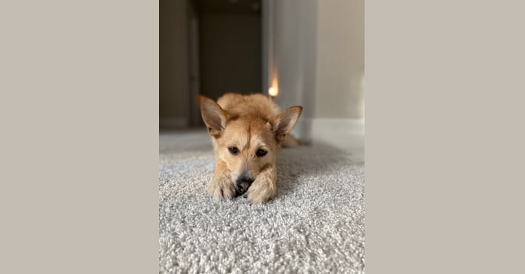 Otis, a Pomeranian and Chihuahua mix tested with EmbarkVet.com