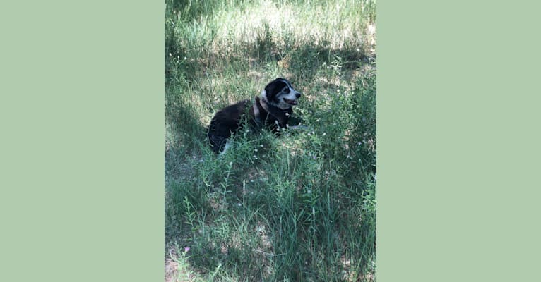 Dingo aka Mr D, a Border Collie and English Springer Spaniel mix tested with EmbarkVet.com