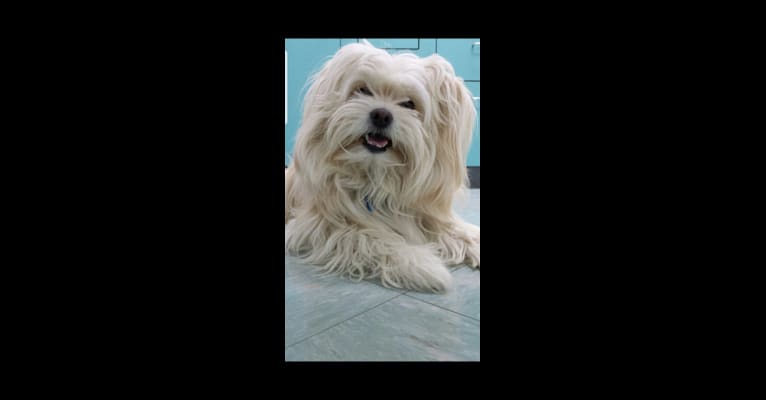 Coco Cortez, a Pomeranian and Miniature Schnauzer mix tested with EmbarkVet.com