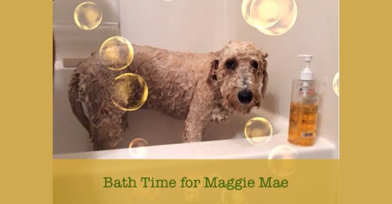 Maggie Mae, a Goldendoodle tested with EmbarkVet.com