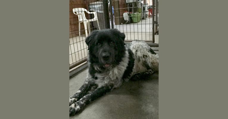 Liam, a Great Pyrenees and Newfoundland mix tested with EmbarkVet.com