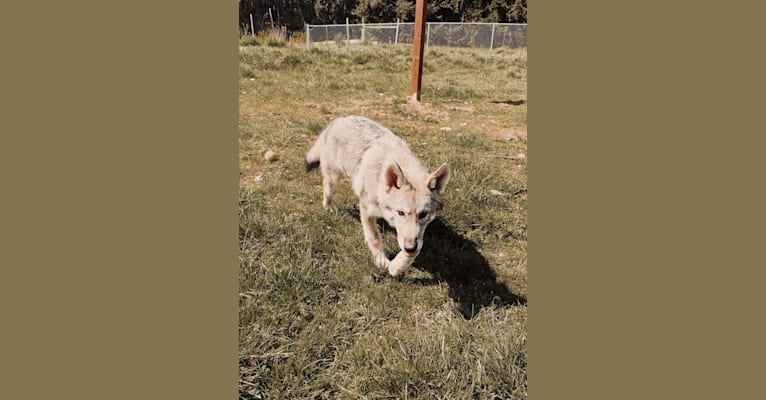 Nymeria Call’s to the Moon a dog tested with EmbarkVet.com
