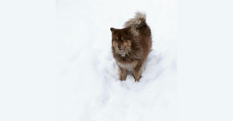Kodak, a Siberian Husky and Labrador Retriever mix tested with EmbarkVet.com