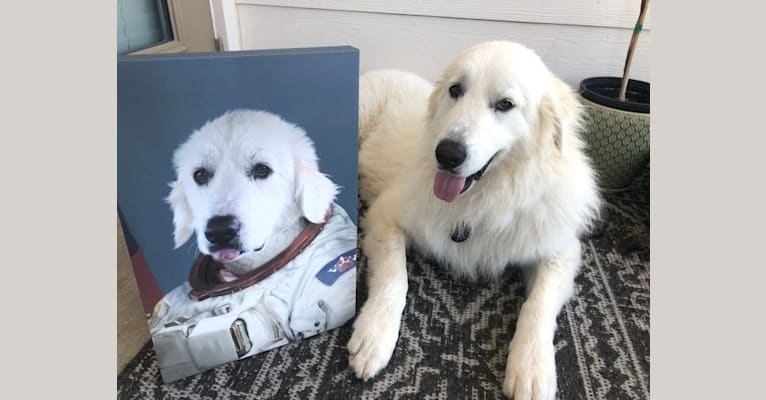 Looney “Chik’in Mini Bandit” Bear, a Great Pyrenees tested with EmbarkVet.com
