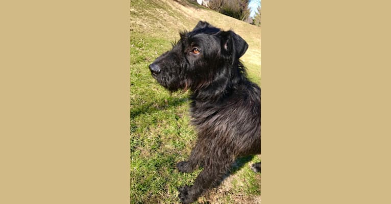 Earl, an Airedale Terrier and German Shepherd Dog mix tested with EmbarkVet.com