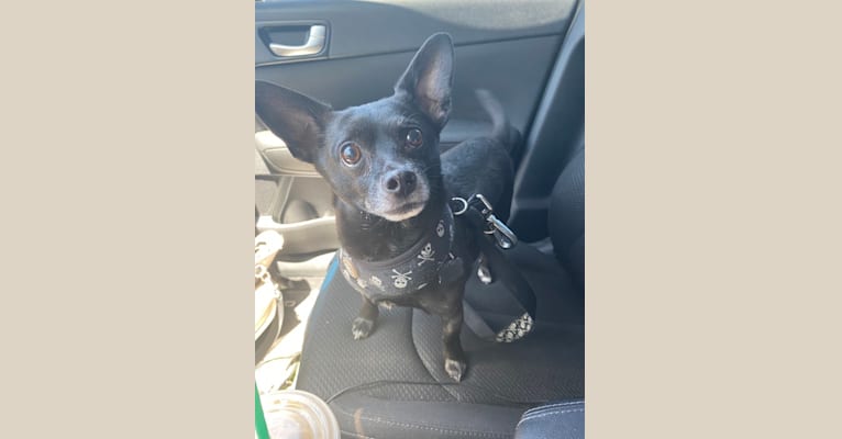 Photo of Jack, a Chihuahua, Poodle (Small), and Dachshund mix in Hesperia, California, USA