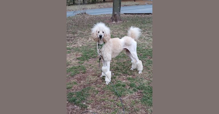 Charley, a Poodle (Standard) tested with EmbarkVet.com