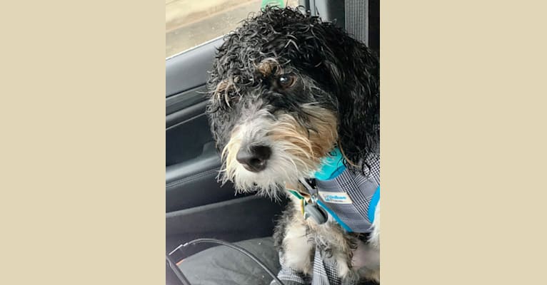 Drake, a Bernese Mountain Dog and Poodle (Small) mix tested with EmbarkVet.com