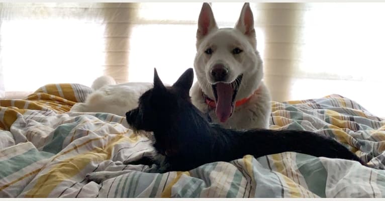 Goku, a Siberian Husky and German Shepherd Dog mix tested with EmbarkVet.com