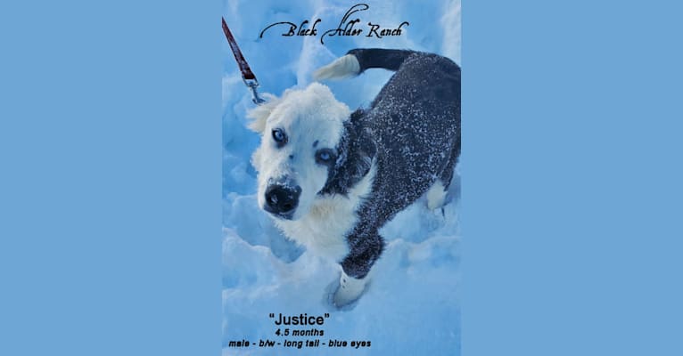 Justice, an English Shepherd tested with EmbarkVet.com