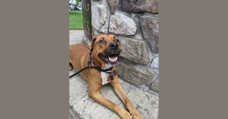 Photo of Luca, a Rottweiler and American Pit Bull Terrier mix in Paramus, New Jersey, USA
