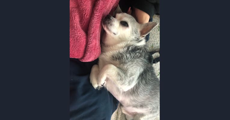 Mikey, a Chihuahua tested with EmbarkVet.com