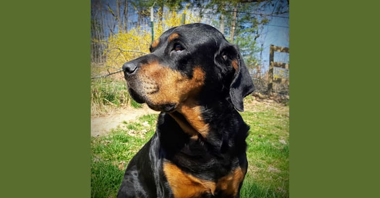 Agnes, a Rottweiler tested with EmbarkVet.com