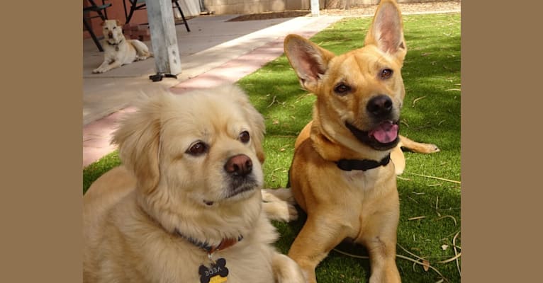 Bean, a Chow Chow and Chihuahua mix tested with EmbarkVet.com