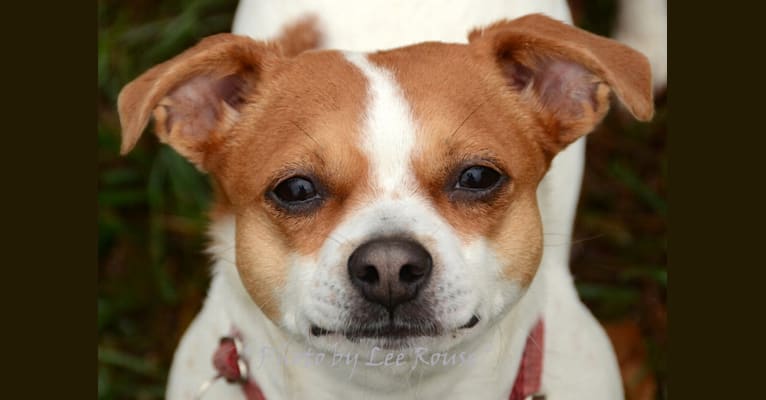 Ginger, a Boston Terrier and Beagle mix tested with EmbarkVet.com
