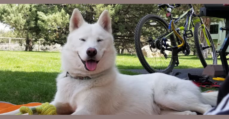 Ollie, a Siberian Husky and Alaskan Malamute mix tested with EmbarkVet.com