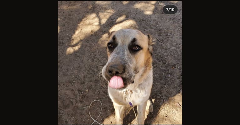Photo of Smooshie, a West Asian Village Dog  in California, USA