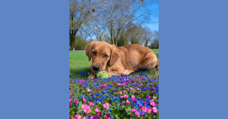 Opal, a Golden Retriever tested with EmbarkVet.com