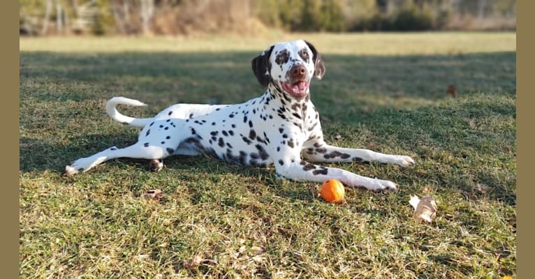 Shelby, a Dalmatian tested with EmbarkVet.com