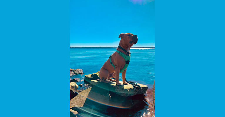 Photo of Gus, an American Bully and American Bulldog mix in Starke, Florida, USA