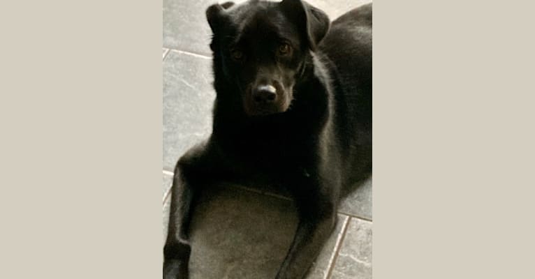 Saint, a Labrador Retriever and German Shepherd Dog mix tested with EmbarkVet.com