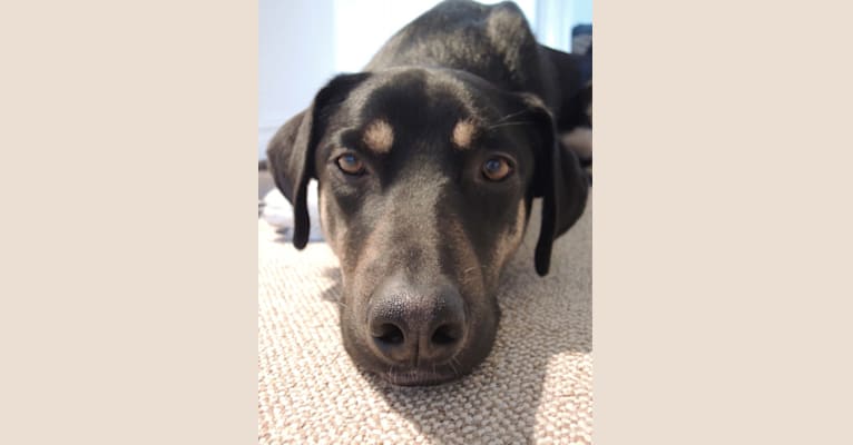 Embark Dog Dna Test Breed