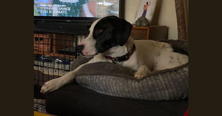 Wally, a Treeing Walker Coonhound and American Pit Bull Terrier mix tested with EmbarkVet.com